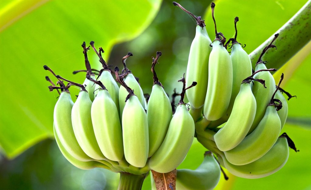zöld banánok