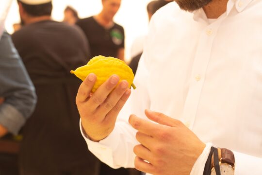citrusféle, sárga gömb egy férfi kezében