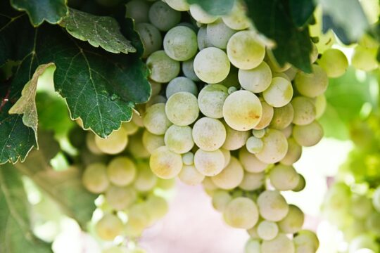 tokaji pincészet, zöld szőlőfürt
