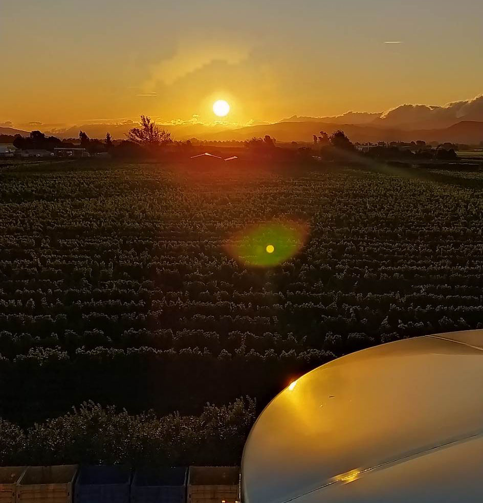 új-zéland, szőlő naplementében