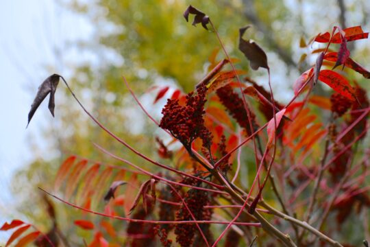 fa piros levelei és bogyói, ebből készül a szumák fűszer