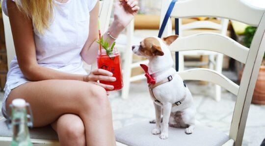 egy kutya nézi az ülő szőke lány kezében a borkoktél italt