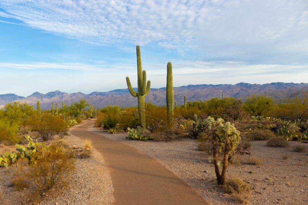 kaktuszok a sivatagban Arizónában