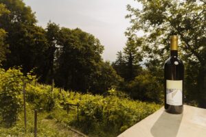 egy palack bor, háttérben a jókai kert szőlőtőkéi