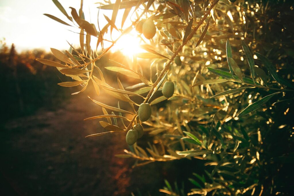 olívabogyó fája napsütésben