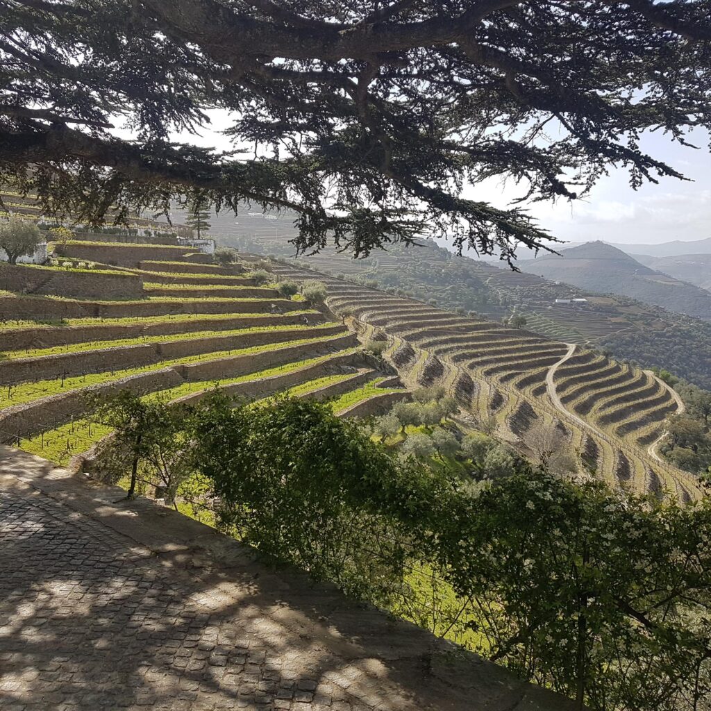 Douro szőlőültetvények