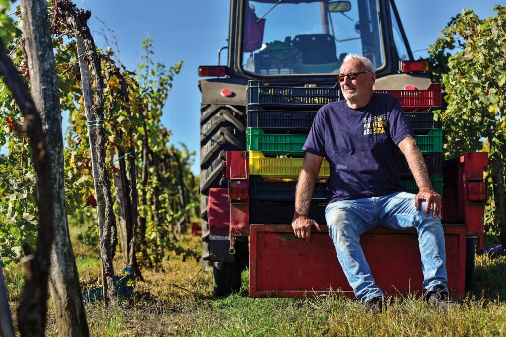 egy ember a traktor előtt ül a szőlőben