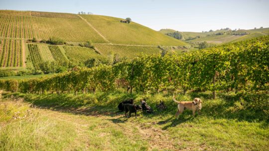 kutyák a szőlőültetvény előtt