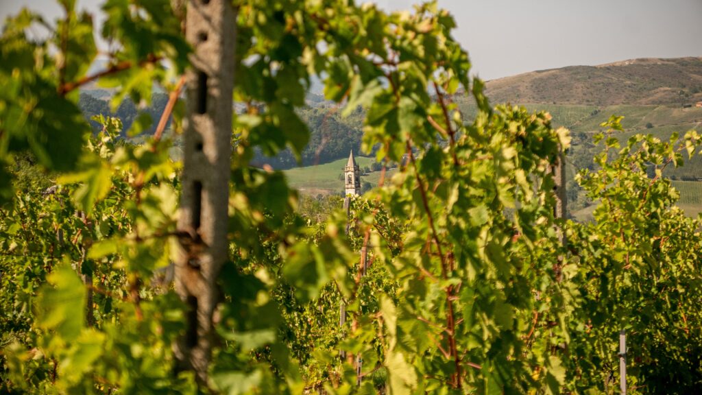 szőlőben kiviláglig egy templomtorony