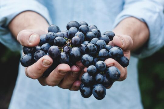 szőlő a kézben