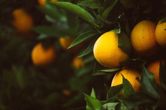 sárga citrom és zöld növény