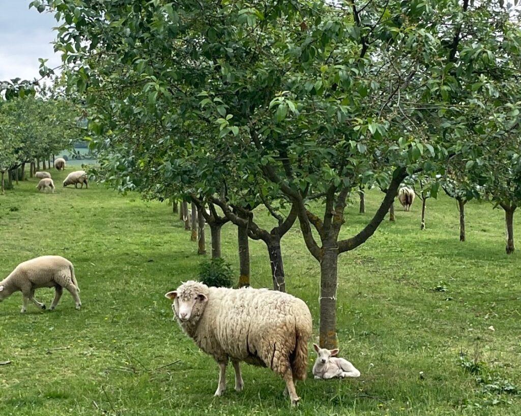 Bárányok a Kapolcsikum gyümölcsösében