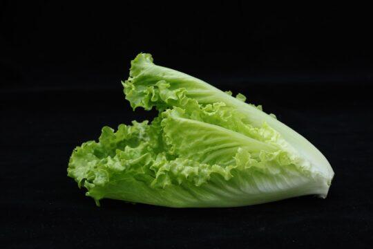 zöld római saláta, a cézár saláta egyik összetevője