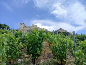 sümeg, a vár, előtte szőlő