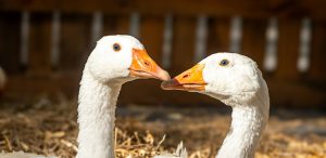 két fehér liba, madár