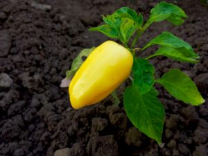 paprika