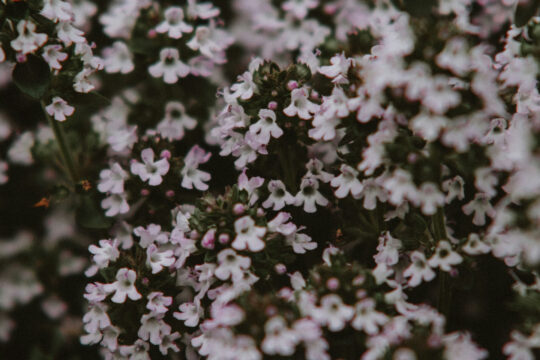 kerti kakukkfű, növény