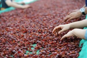cascara
